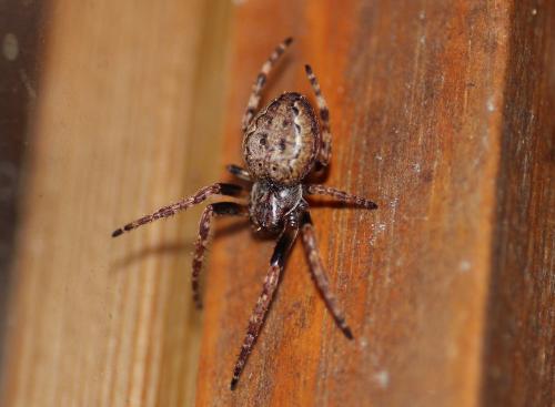 Nuctenea umbratica